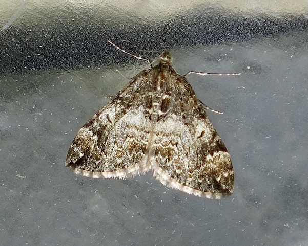 common marbled carpet